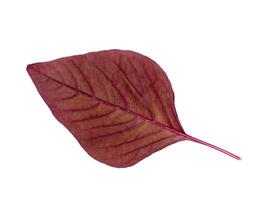 Red leaf of Amaranth photo