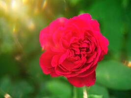 Dark pink of Damask Rose flower. photo