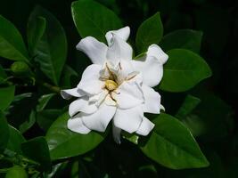 The white of Gardenia jasminoides. photo