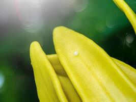 Butterfly eggs on yellow flower petals photo