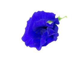 Blue Pea or Butterfly Pea. photo