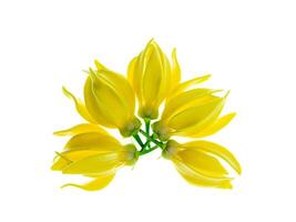 fragante flores de alpinismo Ylang Ylang foto