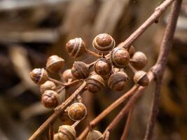 dry seeds of eucalyptus tree. photo