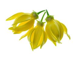 fragante flores de alpinismo Ylang Ylang foto