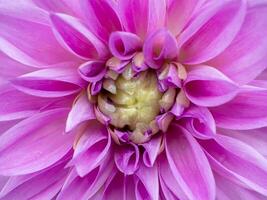 Close up of dahlia flower. photo