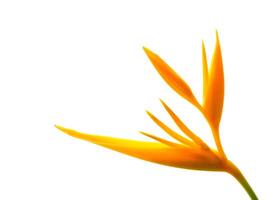 Close up Heliconia flower photo