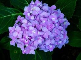 cerrar flor de hortensia foto