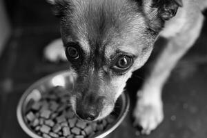 ai generado ver de perro comiendo comida desde un bol. foto