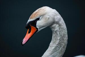 AI generated Portrait of a white swan, just the head. photo