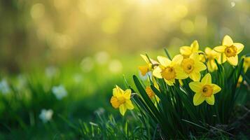 AI generated Beautiful panoramic spring nature background with daffodil flowers photo