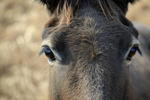 AI generated Mule close up portrait. photo