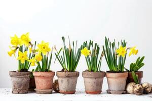 AI generated First spring flowers, daffodil plants in bulbs and pots. photo