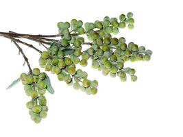 Close up of Vitex trifolia photo