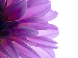 Close up of dahlia flower. photo