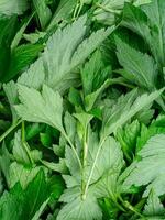 White mugwort plant photo