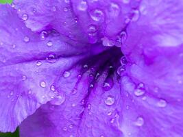 ruellia tuberosa flor. foto