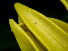 Butterfly eggs on yellow flower petals photo