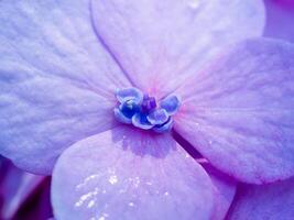 Close up Hydrangea flower photo