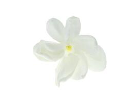 Close up of jasmine flower. photo