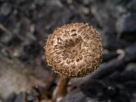 wind mushroom on tree photo