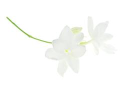 Close up of jasmine flower. photo