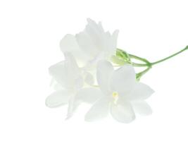 Close up of jasmine flower. photo