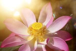 Close up pink lotus flower. photo