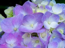 cerrar flor de hortensia foto