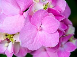 cerrar flor de hortensia foto