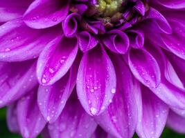 Close up of dahlia flower. photo