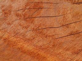 Texture of Eucalyptus wood background photo