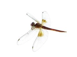 macro image of dragonfly photo