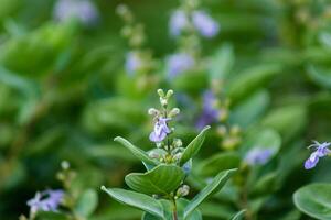 Close up of Vitex trifolia photo