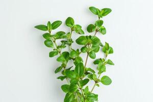 AI generated Agathosma betulina plant  Buchu plant  on a white background. photo