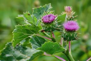 AI generated Beautiful growing flower burdock thistle on background meadow photo