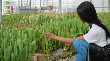 Beautiful young African American girl in a white shirt and black apron cultivates the land near the tulips. Growing tulips in a greenhouse, profession florist video