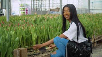 lindo jovem africano americano menina dentro uma branco camisa e Preto avental dilui tulipa brotos. crescendo tulipas dentro uma estufa, profissão florista video