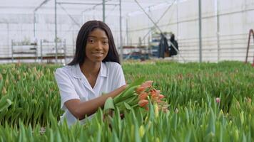 Beautiful young African American girl in a white shirt admires the flowers of tulips in a bouquet. Growing tulips, profession florist video