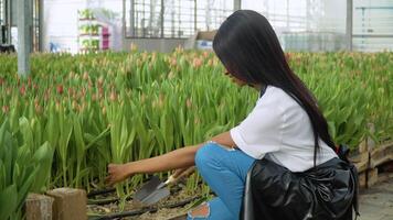 Beautiful young African American girl in a white shirt and black apron cultivates the land near the tulips. Growing flowers in a greenhouse, profession florist video