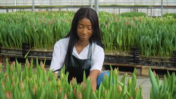 A beautiful young African American girl in a white shirt and a black leather apron works near tulips growing in a greenhouse. Growing tulips in a greenhouse, profession florist video