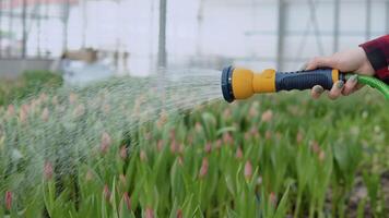 dans le serre, l'eau les flux de une tuyau dans le main de une fleuriste video