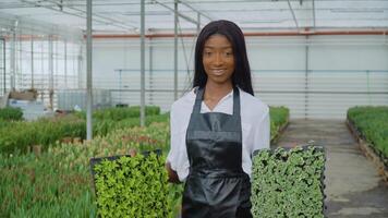 lindo jovem africano menina dentro uma branco camisa e uma Preto couro avental carrinhos com mudas dentro dela mãos em uma fundo do tulipas crescendo dentro uma estufa. profissão florista video