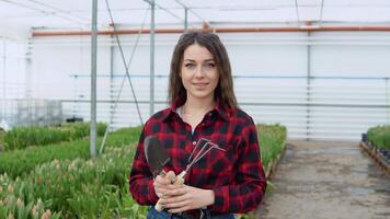 Florist young girl in a red-black shirt and jeans stands on a background of rows with seedlings of tulips holding tools for plant care video