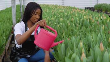 A young African-American florist sits between rows of pink tulips and waters them with a watering can. Greenhouse for growing flowers video