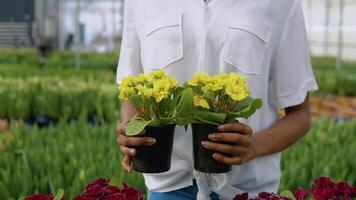 The florist holds two bushes of bright yellow flowers in pots. Close-up view of flowerpots in hands. Profession florist, growing plants video