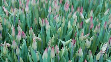 viele rot Tulpen mit ungeöffnet Knospen im das Gewächshaus video