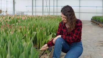 Florist young girl in a red-black shirt and jeans cultivates the soil with a rake in a greenhouse with tulips video