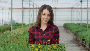 Young girl florist stands on a background of rows of tulips, which she grows for sale and holds a long pot with tiny yellow flowers video