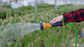 in de serre, water stromen van een slang in de hand- van een bloemist video