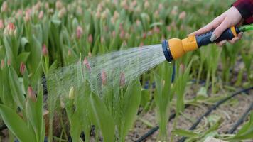 en el invernadero, agua fluye desde un manguera a el plántulas de tulipanes en el mano de un florista video